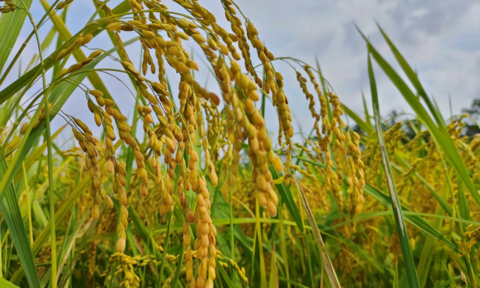 Nhân rộng các giống lúa chất lượng cao