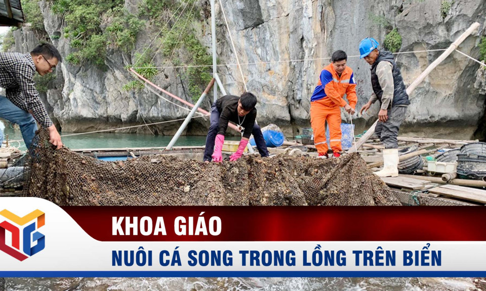 Nuôi cá song trong lồng trên biển