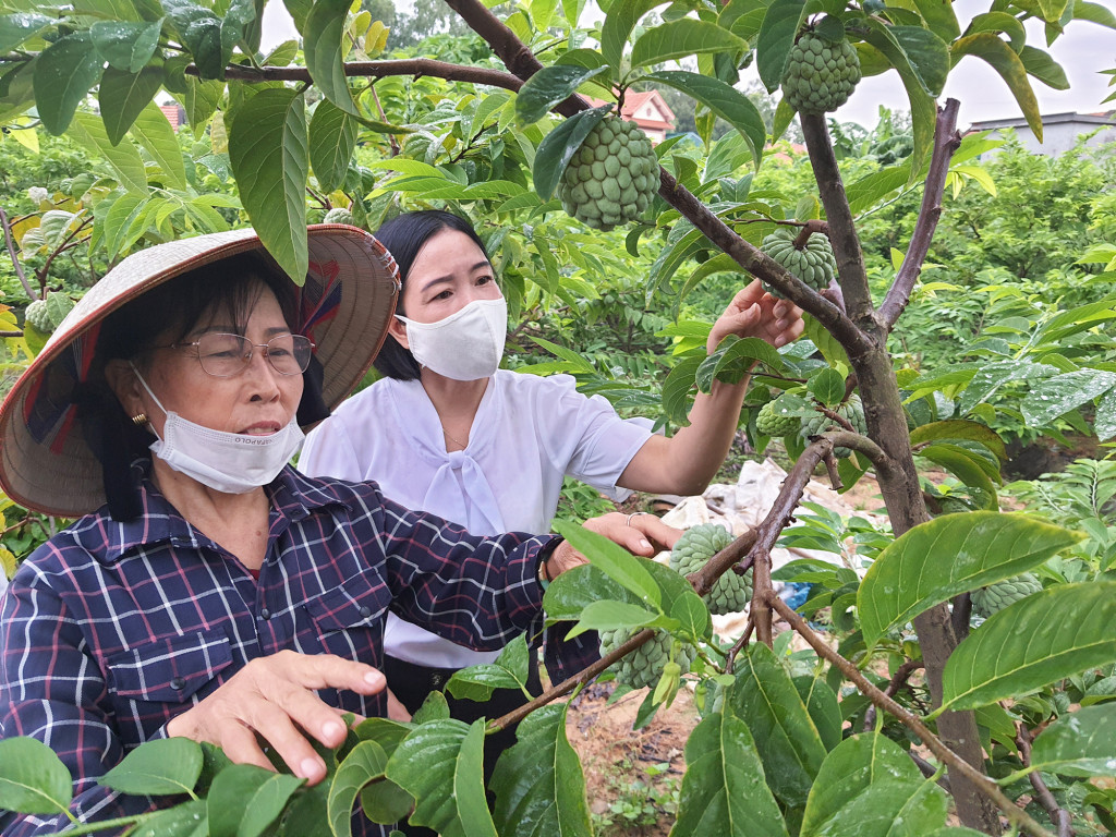 Vườn na của bà Phạm Thị Ươm, xóm Đanh, xã Tiền An, TX Quảng Yên cho hiệu quả kinh tế cao 