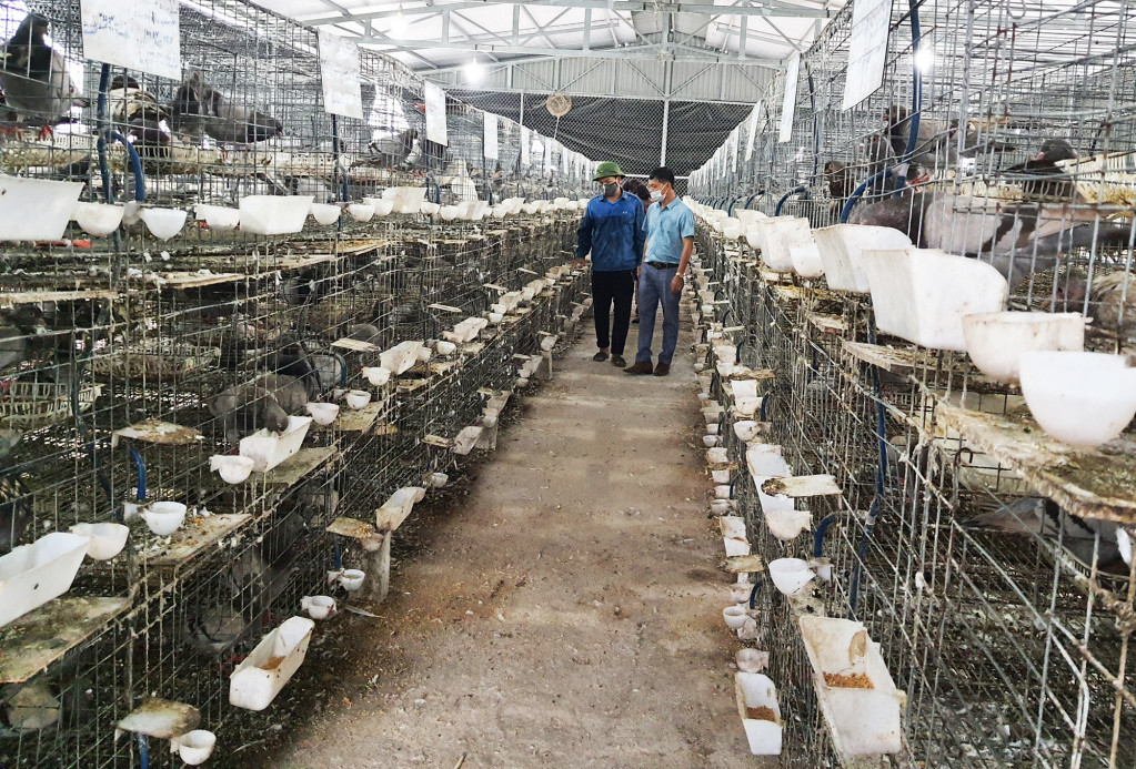Anh Vũ Văn Tuân, xã Sông Khoai, TX Quảng Yên đã nhận được sự hỗ trợ về vay vốn để triển khai mô hình nuôi chim bồ câu