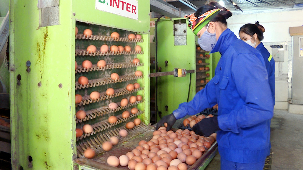 Công nhân Công ty CP Khai thác khoáng sản Thiên Thuận Tường (TP Cẩm Phả) thu hoạch trứng gà Ai Cập (1-2022). Ảnh: Cao Quỳnh