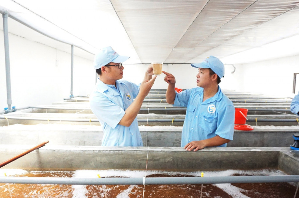 Kỹ sư Tập đoàn Việt - Úc kiểm tra chất lượng tôm giống tại Khu sản xuất tôm giống xã Tân Lập (huyện Đầm Hà). Ảnh: Thanh Tùng.