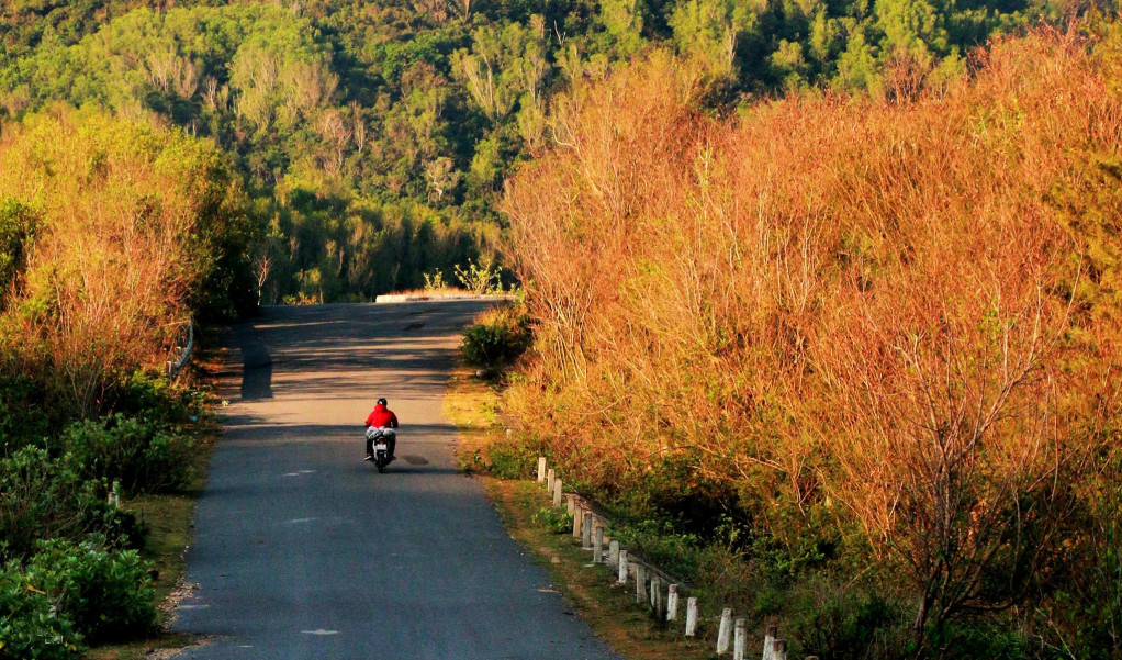 Người đàn ông chạy xe máy trên con đường vào Mũi Điện (xã Hòa Tâm, H.Đông Hòa). Đây được xem là nơi đón ánh nắng mặt trời đầu tiên trên đất liền nước ta. Ánh nắng đầu ngày nhuộm vàng hàng cây hai bên đường tạo ra quang cảnh đẹp mãn nhãn  ẢNH: VÕ TIẾN