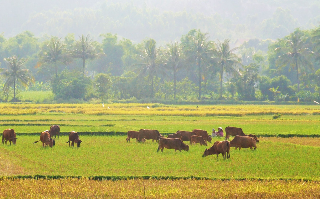 Hai người chận bò (chăn bò) thư thả ngồi canh đàn bò nhẩn nhơ gặm chân rạ sau mùa cắt lúa ở TT.Chí Thạnh, H.Tuy An. Đường QL1 từ Quy Nhơn đi Tuy Hòa qua khu vực này, hai bên là cánh đồng, mùa lúa chín vàng ruộm, nhộn nhịp cảnh thu hoạch, đông đúc những đàn gia súc