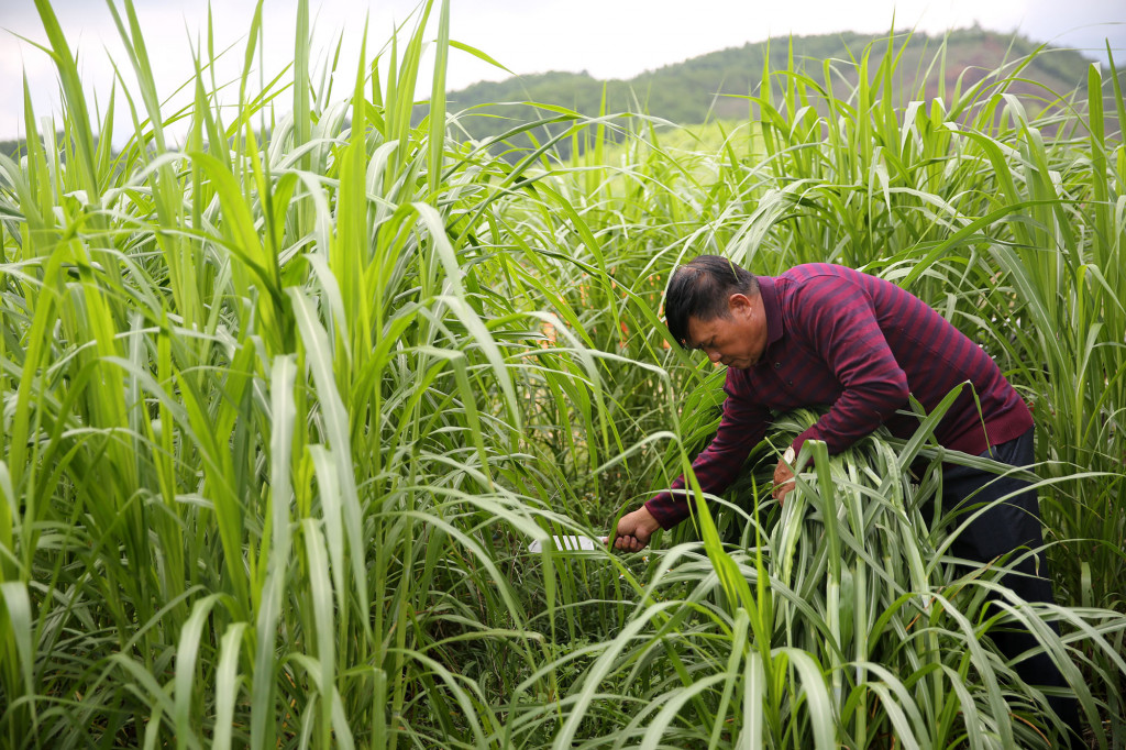 Ông Phùn Hợp Sềnh, người uy tín xã Quảng Đức, đi đầu trong việc đưa mô hình trồng cỏ nuôi bò phát triển kinh tế trên địa bàn xã. Ảnh Hùng Sơn