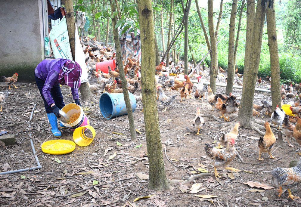 Dù phải lo phòng chống dịch nhưng gà bản Đầm Hà được nuôi trong gia trại của chị Nguyễn Thị Tuyết, thôn Hải An, xã Quảng An, huyện Đầm Hà vẫn tiêu thụ rất tốt