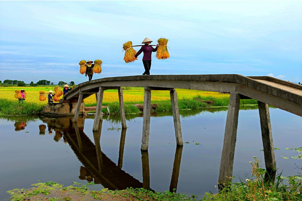 Carrying paddy home. Photo: Duong Van Toan