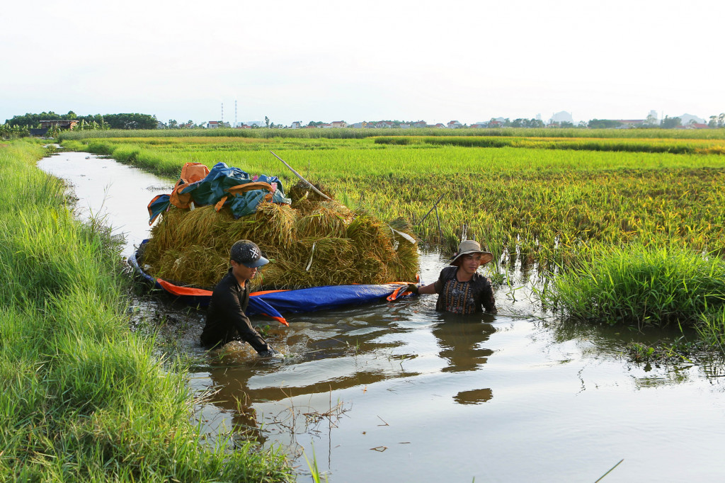 A boat of harvested paddy. Photo: Nguyen Long Giang