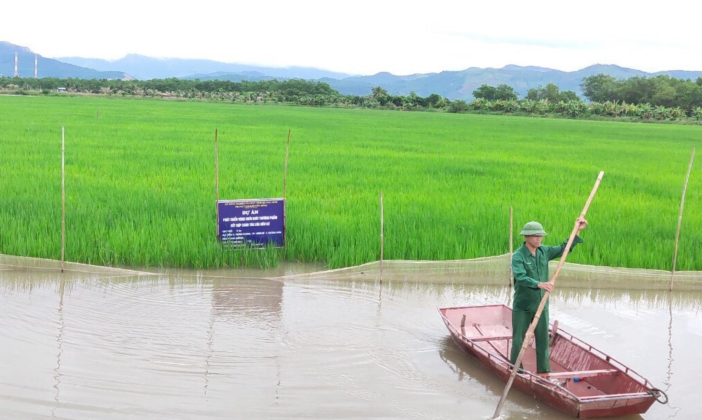 Mô hình nuôi rươi thương phẩm kết hợp với trồng lúa hữu cơ của hộ ông Đoàn Văn Hân (phường Trưng Vương, TP Uông Bí). Ảnh: Phạm Tăng.