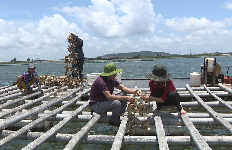 Kỹ sư Trung tâm Khuyến nông tỉnh hướng dẫn người dân xã Bản Sen, huyện Vân Đồn kỹ thuật nuôi hàu Thái Bình Dương. Ảnh: Hoàng Nga