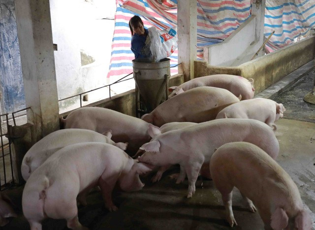 Giá lợn hơi tiếp tục giảm, có thể về mức 55.000 - 56.000 đồng/kg - Ảnh 1.