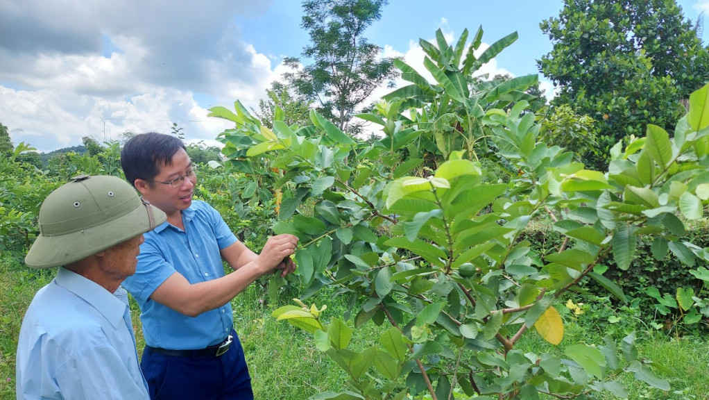 Can bộ Hội nông dân xã Quảng La, TP Hạ Long hướng dẫn người dân kỹ thuật chăm sóc cây ổi.