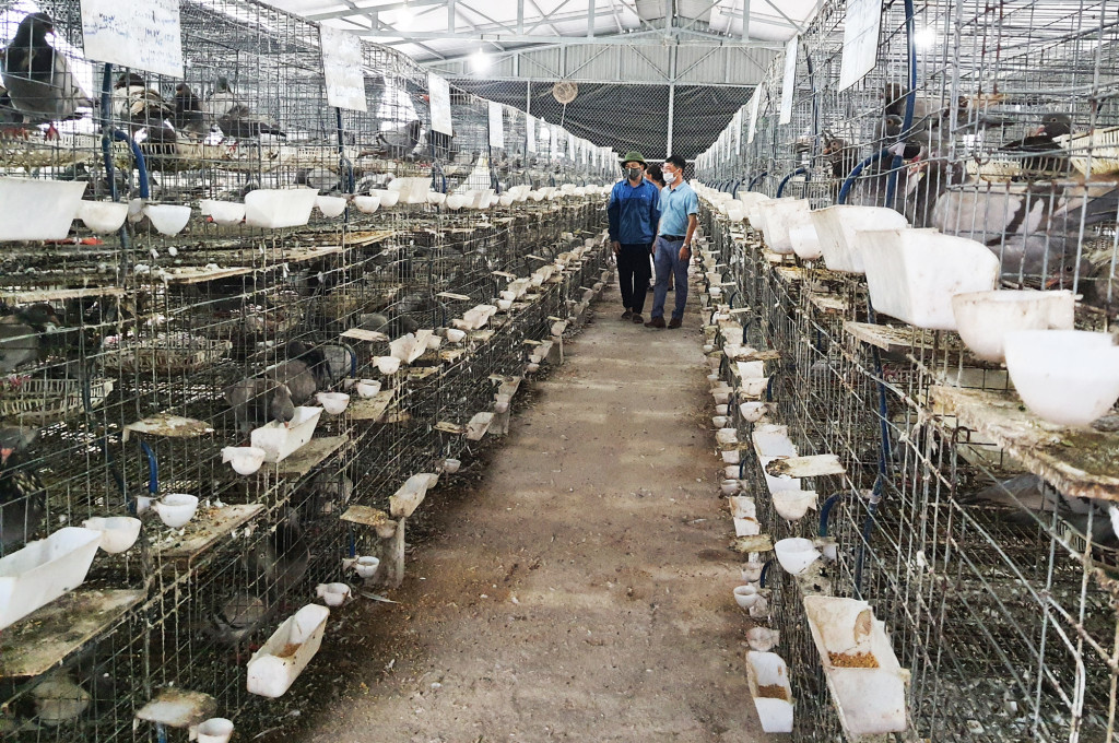 Mô hình nuôi chim bồ câu lấy giống của anh Vũ Văn Tuân, thôn 9, xã Sông Khoai đạt hiệu quả cao.