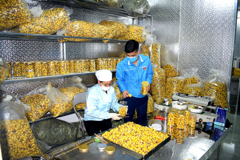 Đóng gói trà hoa vàng sau khi được chế biến tại HTX 