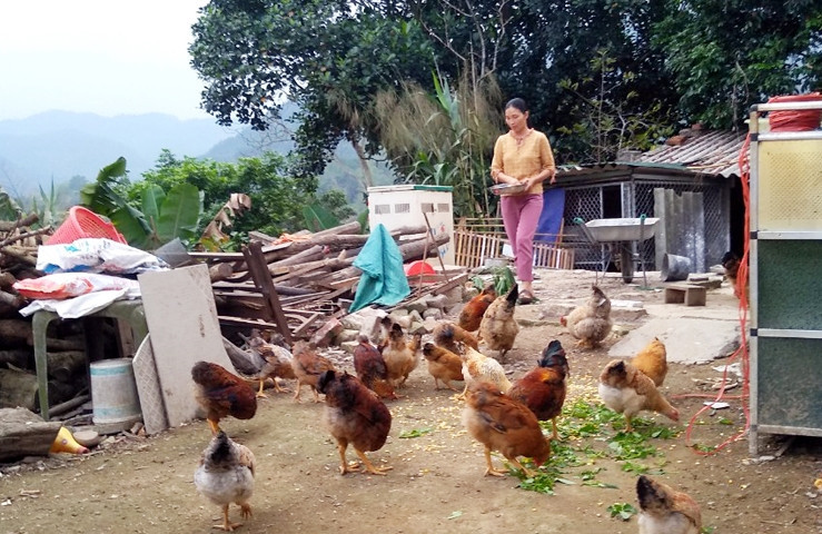 Mô hình nuôi gà đồi, trồng các loại cây lấy hạt có giá trị kinh tế cao của gia đình chị Hoàng Thị Xuân (thôn Lục Nà, xã Lục Hồn, huyện Bình Liêu). Ảnh Khánh Hằng