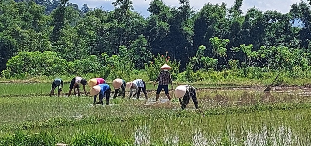 Nông dân xã Hải Sơn gieo cấy lúa vụ Đông-Xuân