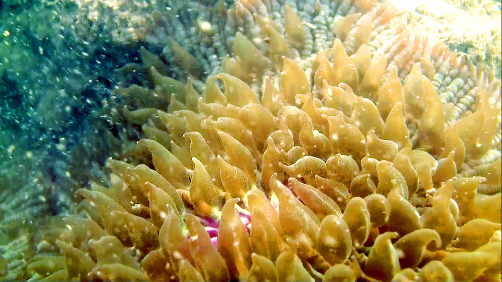 Mushroom corals are in the shape of beautiful water balloons swaying with the waves.