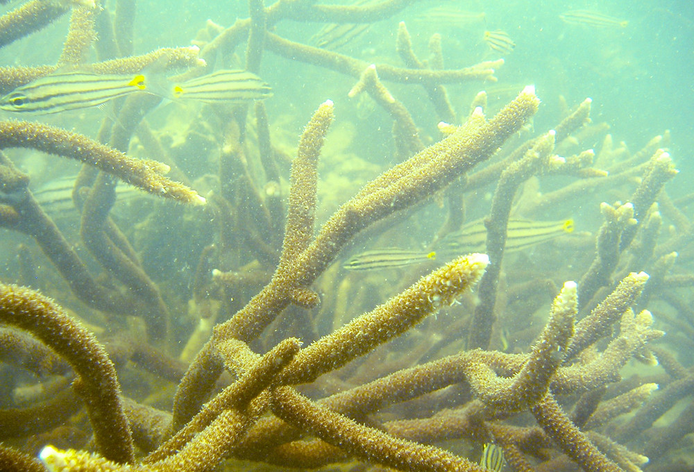 Interestingly, various types of hard corals have also recovered, luring many fish and other creatures. 