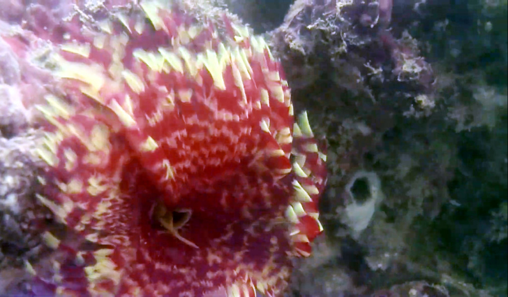 Hydra, a stunning kind of coral, shows their brilliant colors in the coral reefs at Crescent lagoon.