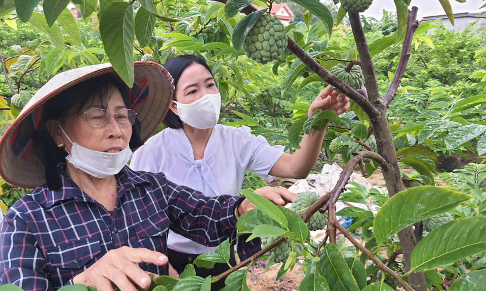 Nông dân Quảng Ninh vượt khó