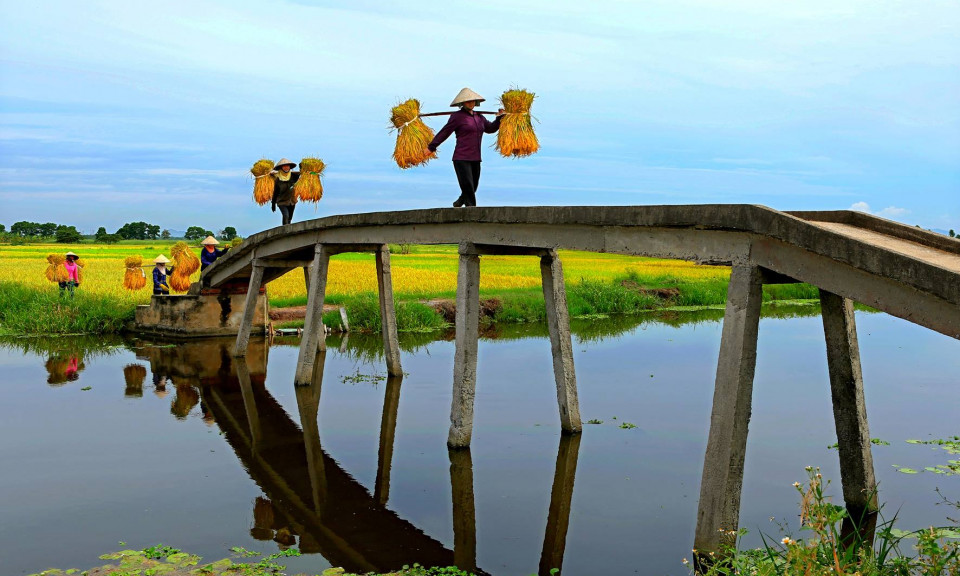 Ngày mùa ở Quảng Yên
