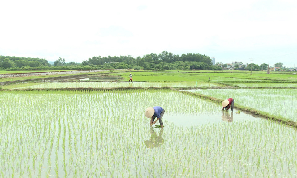 Đông Triều: Bảo đảm nguồn nước phục vụ cho sản xuất