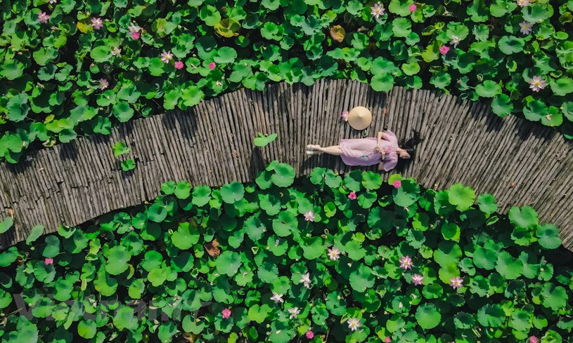 Ngắm đầm sen nở rộ giữa trời mùa Hè ở Hang Múa