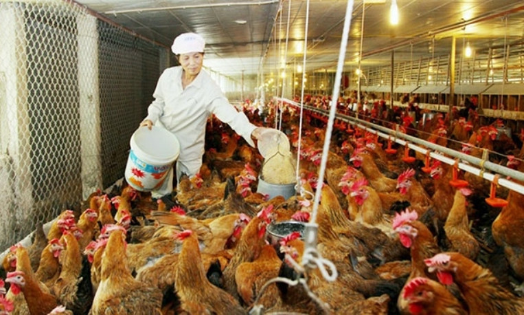 Mở cửa thị trường tìm hướng đi cho ngành chăn nuôi