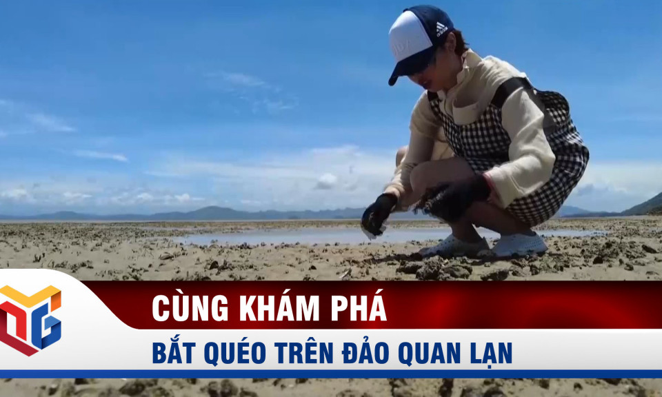 Bắt quéo trên đảo Quan Lạn