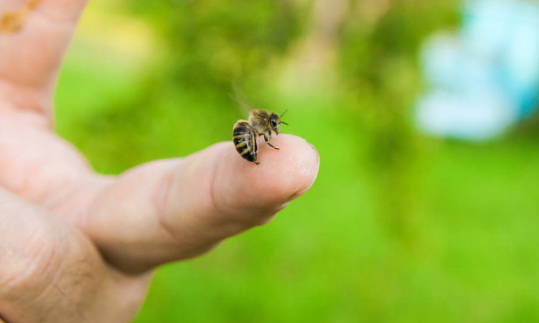 Mách bạn những cách làm giảm sưng khi bị ong đốt an toàn, hiệu quả