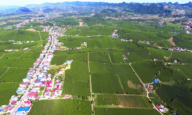 "Mướt mắt" ngắm đồi chè xanh ngắt ở thị trấn Nông trường Mộc Châu