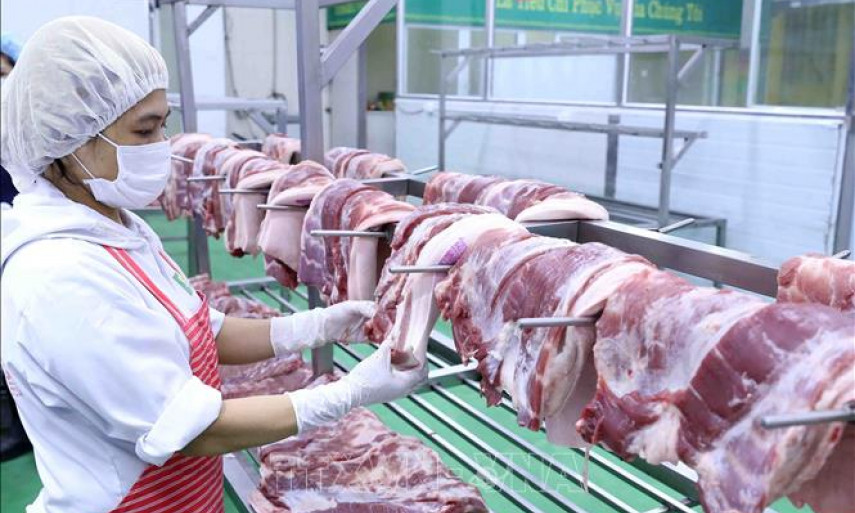 Giá lợn hơi tiếp tục giảm bất chấp việc ngừng nhập khẩu lợn sống từ Thái Lan