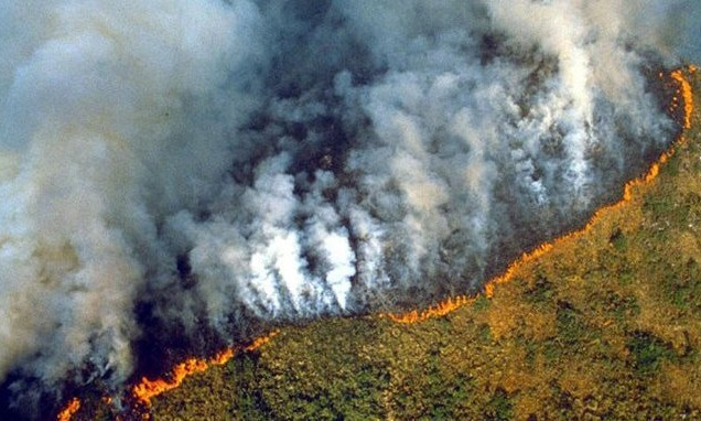 Rừng Amazon đang thải CO2 nhiều hơn lượng hấp thụ