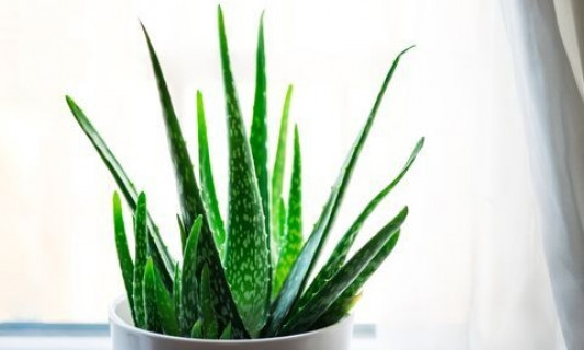 7 loại cây giúp khử mùi nhà bếp hiệu quả