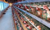 Chăn nuôi theo tiêu chuẩn VietGAP, đăng ký thế nào?