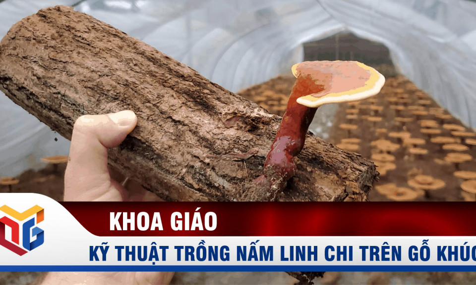 Kỹ thuật trồng nấm linh chi trên gỗ khúc