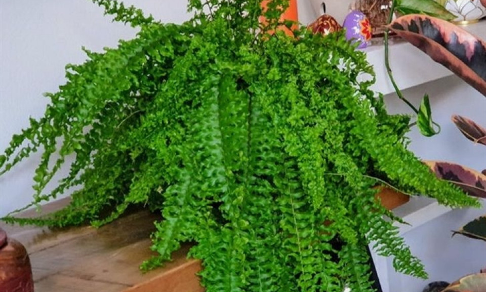 9 loại cây nên đặt trong phòng để ngủ ngon hơn