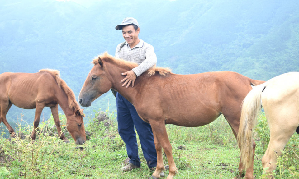 Nuôi ngựa ở Bình Liêu