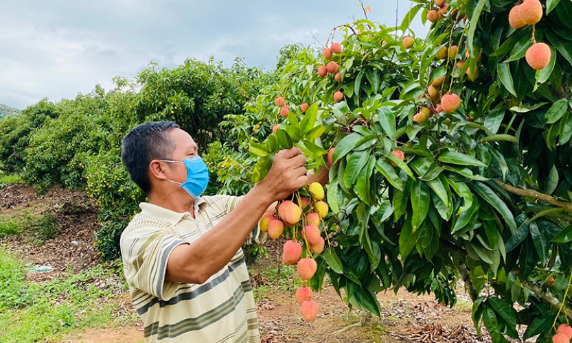Hỗ trợ nông dân tiêu thụ nông sản