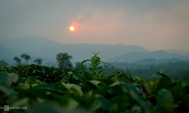 Ngắm hoàng hôn trên đồi chè Phú Thọ