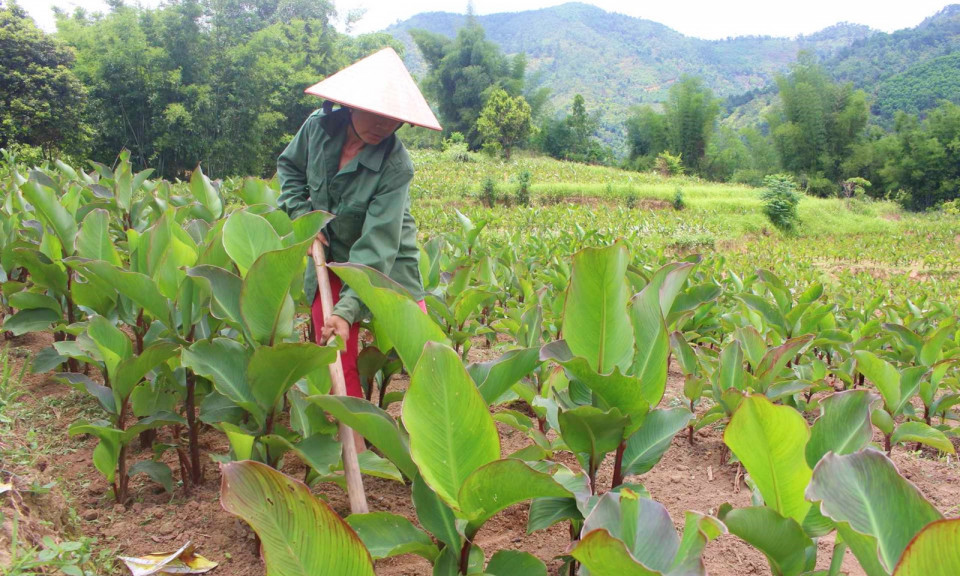 Bình Liêu chú trọng tái cơ cấu ngành nông nghiệp 