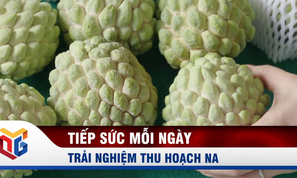 Trải nghiệm thu hoạch na