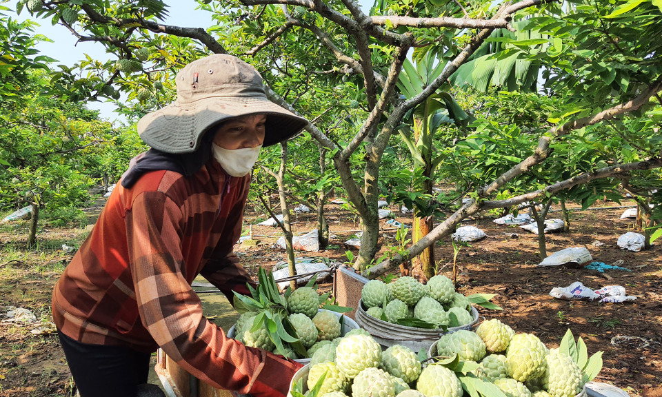 Nâng chất và lượng các chuỗi liên kết trong sản xuất nông nghiệp