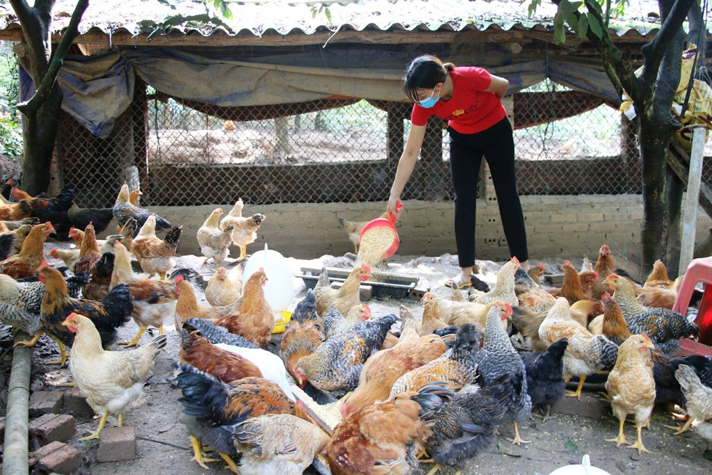 Mô hình nuôi gà của gia đình chị Lý Thị Thu mang lại hiệu quả kinh tế cao.