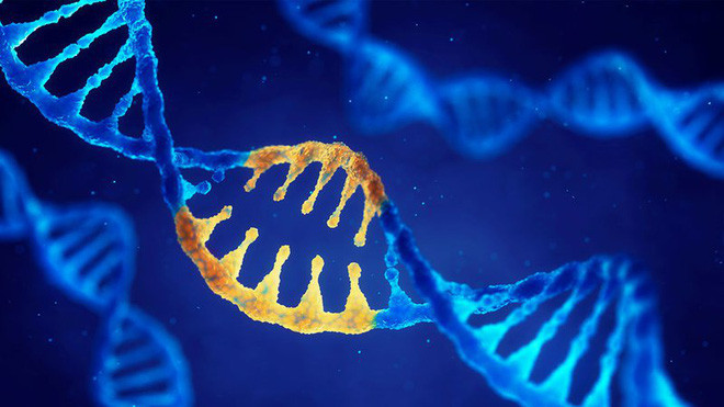 Nghiên cứu DNA chỉ ra rằng, chỉ ít hơn 2% trong gen con người thực sự là con người - Ảnh 1.