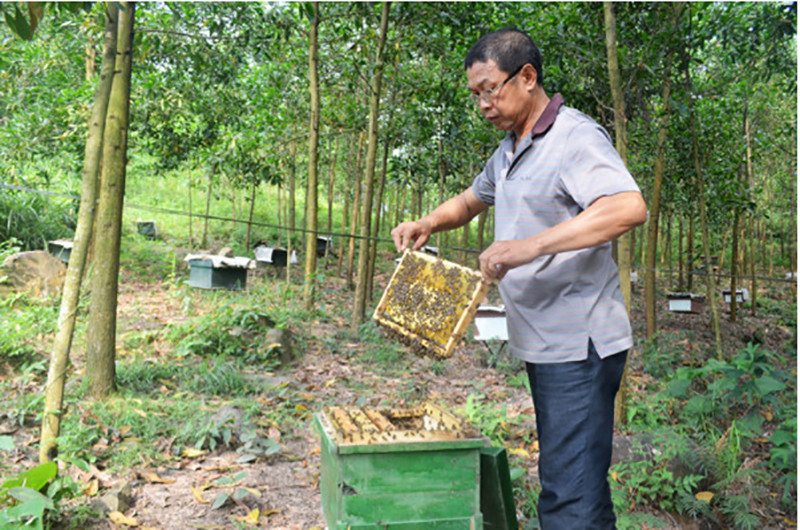 Anh Đào Trọng Nghĩa nuôi ong lấy mật.