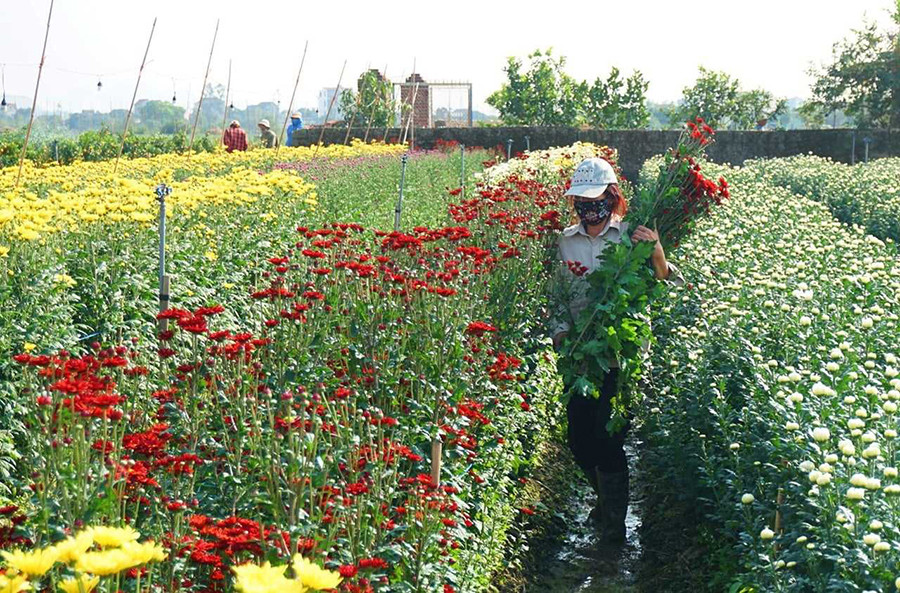 Người dân Quảng Mản đang có thu nhập từ trồng hoa, cây cảnh gấp 2 - 3 lần trồng rau màu.