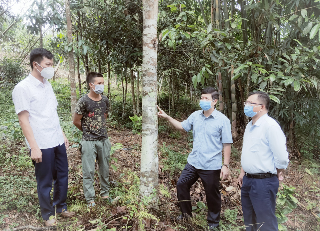 Đề án phát triển rừng trồng kinh doanh gỗ lớn trên địa bàn huyện, góp phần nâng cao thu nhập cho người dân.