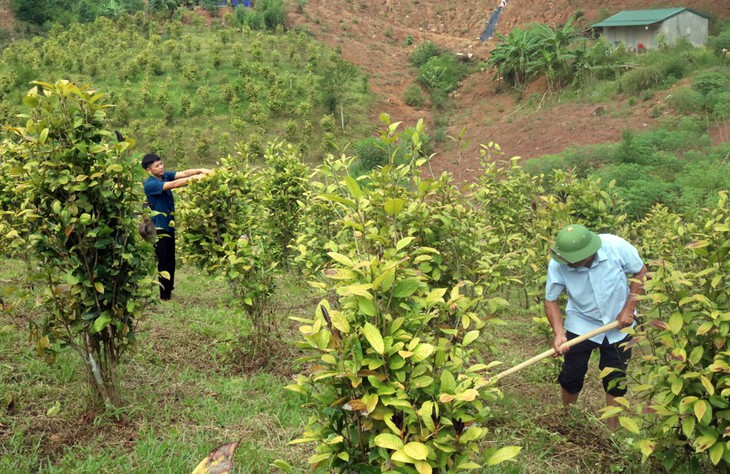 Mô hình trà hoa vàng của gia đình ông Đàm Văn Cường, thôn Khe Lọng Ngoài, xã Thanh Sơn cho thu nhập cao.