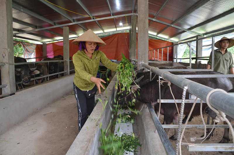 Được sự động viên của địa phương, gia đình anh Nguyễn Văn Trọng, thôn Làng Mô, xã Đồn Đạc đã mạnh dạn vay vốn phát triển mô hình chăn nuôi trâu theo hình thức trang trại.